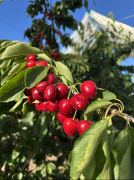 配合强头到餐桌的全链条品控系统